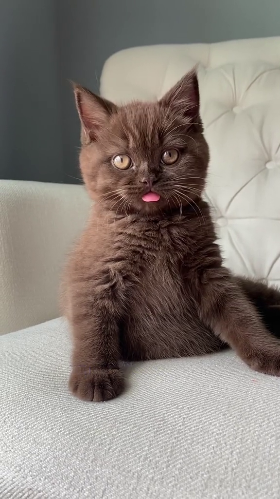 A mocha kitty.